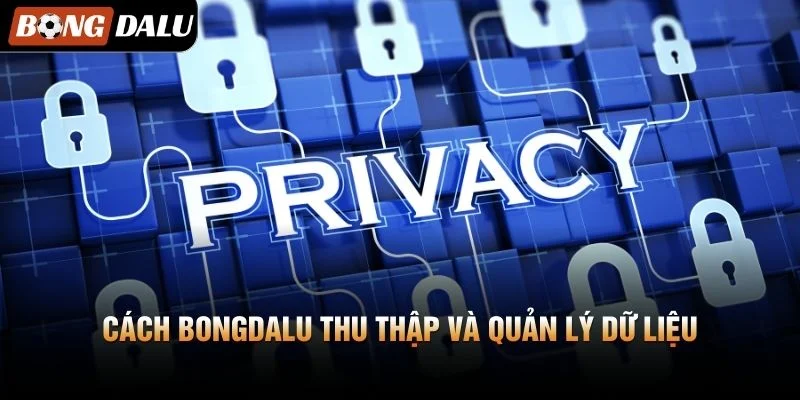 Cách Bongdalu thu thập và quản lý dữ liệu